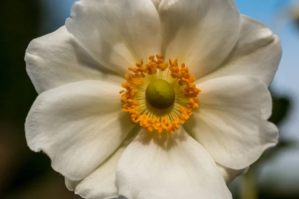 Gran flor blanca en un campo verde del parque —  Fotos de Stock