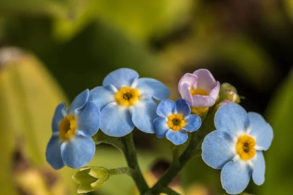 공원의 녹색 분야에 파란 꽃 — 스톡 사진