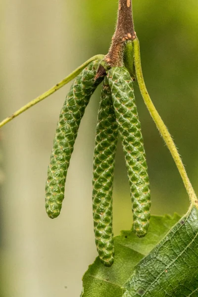 Semilla verde de un árbol en el parque — Foto de Stock