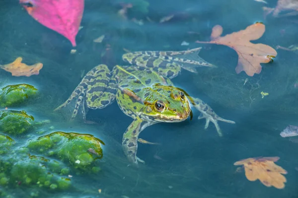 Frogspawn tam suda yeşil kurbağa