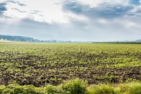 Big green fields of grain and cloudy sky — Stock Photo, Image