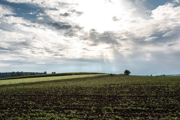 Grandes campos verdes de grano y cielo nublado — Foto de Stock