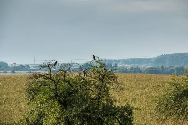 Twee zwarte kraaien op een hoge boom — Stockfoto