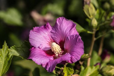 Menekşe çiçek Park yeşil sahada