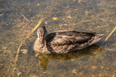 Kahverengi bir gölde yüzmeye yalnız ördek