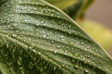 Bahçede yeşil yaprak ve su damla