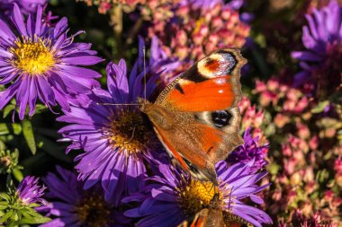 Menekşe çiçek Park yeşil alan üzerinde Kelebek