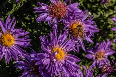 Park yeşil alan üzerinde Menekşe çiçek arıya