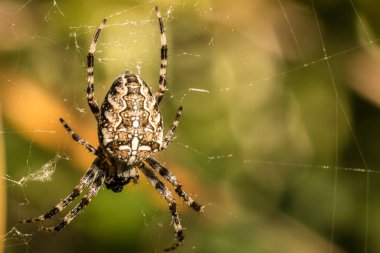 Büyük örümcek spiderweb ve arka plan bulanık çapraz