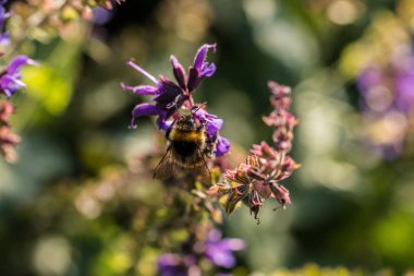 Bumblebee Park yeşil alan üzerinde Menekşe çiçek üzerinde
