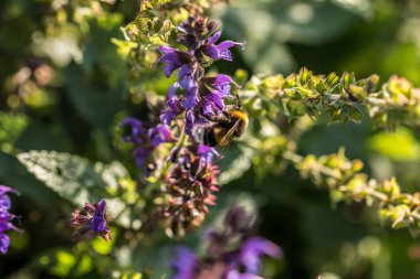 Bumblebee Park yeşil alan üzerinde Menekşe çiçek üzerinde