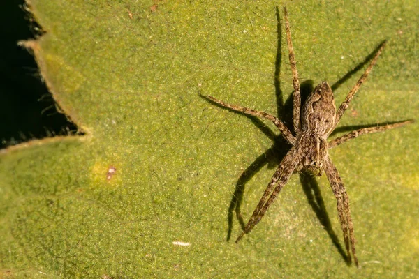 Kleine Spinne auf grünem Blatt im Park — Stockfoto