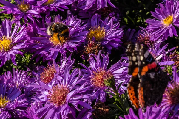 Bumblebee Park yeşil alan üzerinde Menekşe çiçek üzerinde
