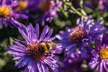 Bumblebee Park yeşil alan üzerinde Menekşe çiçek üzerinde