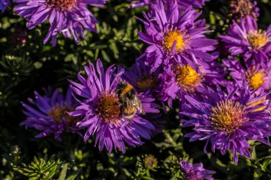 Bumblebee Park yeşil alan üzerinde Menekşe çiçek üzerinde