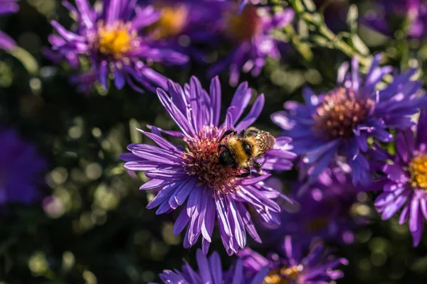 Bumblebee em flor violeta no campo verde do parque — Fotografia de Stock