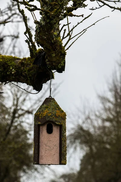 Lilla fågel tabell på en gamla mossiga trädet — Stockfoto
