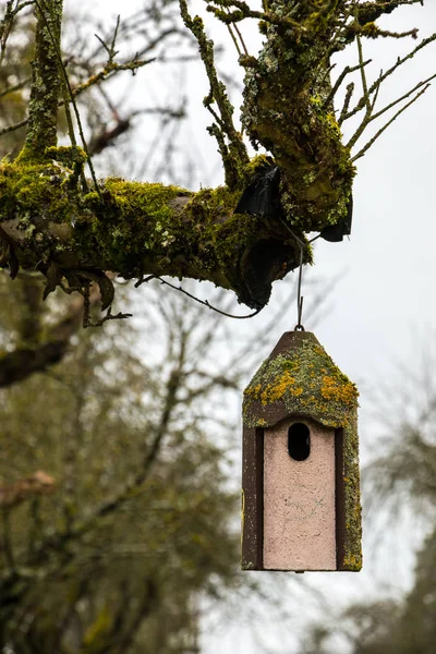 Tafeltje van de vogel op een oude mossy boom — Stockfoto