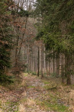 Ormanın ortasında ağaç
