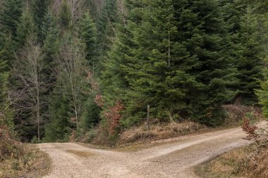 Kavşak ortasında forrest