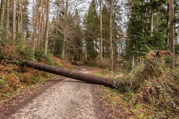 Büyük ağaç büyük bir fırtınadan sonra ormanlık yol boyunca düşmüş