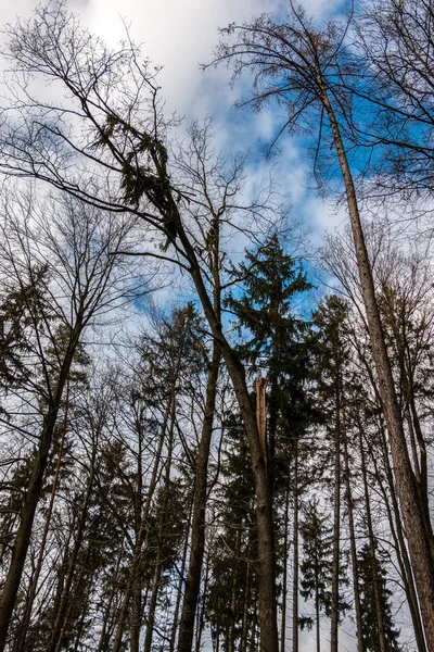 Büyük ağaç ortada büyük bir fırtınadan sonra kırık — Stok fotoğraf