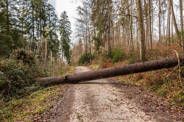 Büyük ağaç büyük bir fırtınadan sonra ormanlık yol boyunca düşmüş