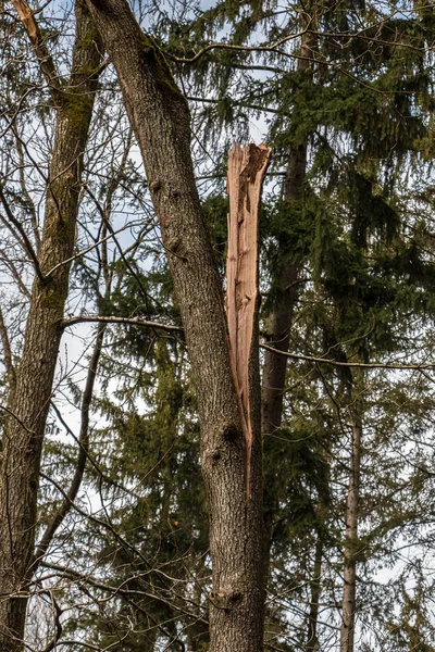 Büyük ağaç ortada büyük bir fırtınadan sonra kırık — Stok fotoğraf