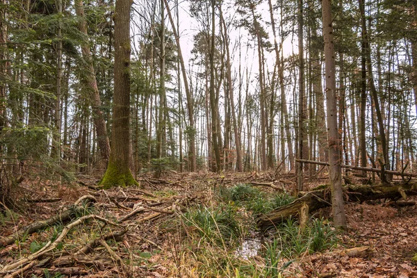 Büyük bir fırtına sonra ormanın zemin — Stok fotoğraf