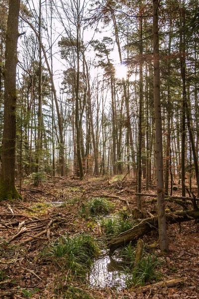 Büyük bir fırtına sonra ormanın zemin — Stok fotoğraf