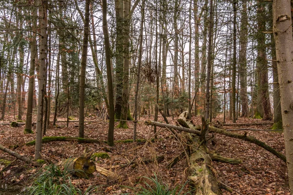 Sol de la forêt après une grosse tempête — Photo