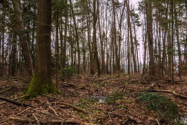 Ziemi w lesie po wielkiej burzy — Zdjęcie stockowe