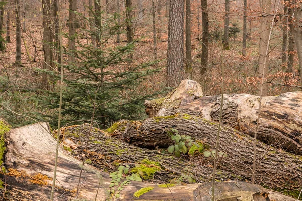 Büyük ağaçlar ormandaki woodpile — Stok fotoğraf