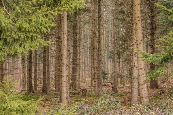 Ormanın ortasında ağaç — Stok fotoğraf