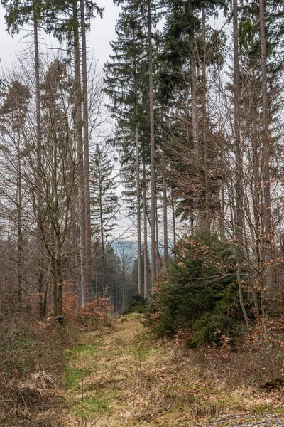 Arbres au milieu de la forêt — Photo