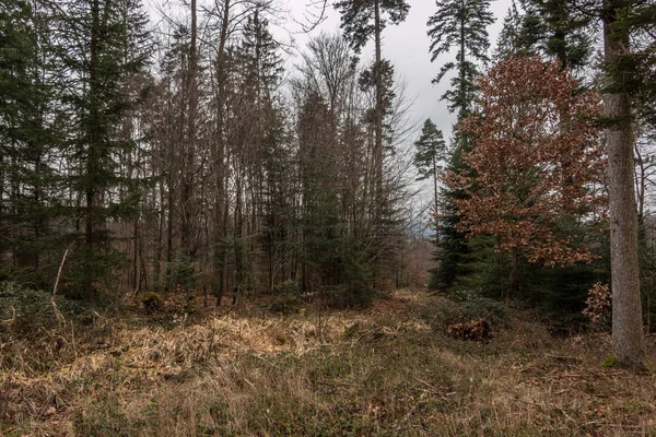 Trees in the middle of the forest