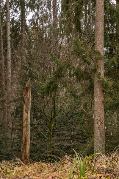 Árbol dañado por la tormenta en medio del bosque — Foto de Stock