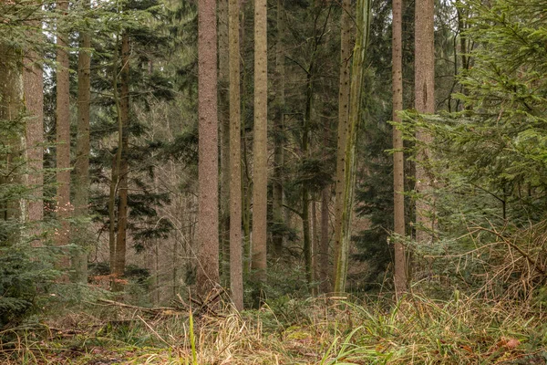 Árboles en medio del bosque — Foto de Stock