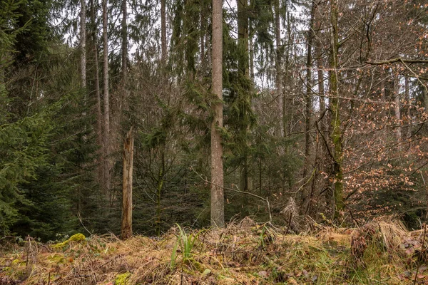 Storm beschadigde boom in het midden van het bos — Stockfoto