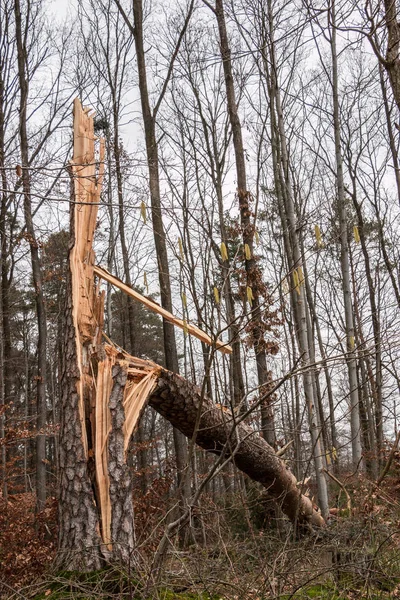 जंगलाच्या मध्यभागी वादळ नुकसान झालेले झाड — स्टॉक फोटो, इमेज