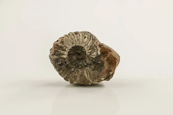stock image Old fossil snail and white background