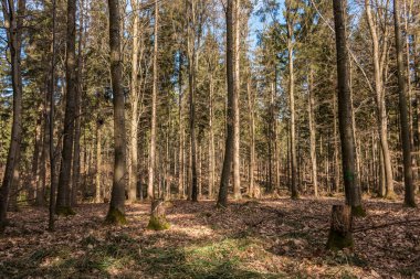 Ormanın ortasında ağaç