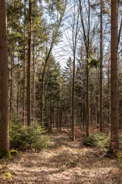 Ormanın ortasında ağaç