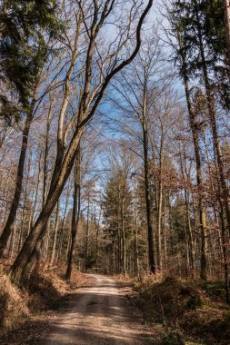 Ormanın ortasında ağaç