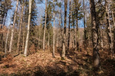 Ormanın ortasında ağaç