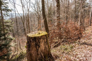 Ormanın ortasında bir ağaç güdük