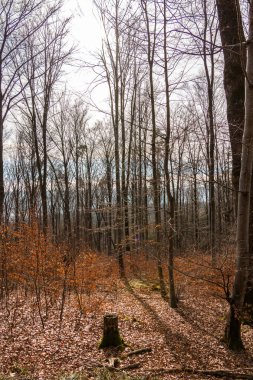 Ormanın ortasında bir ağaç güdük
