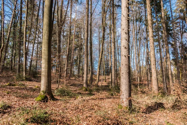 Ormanın ortasında ağaç