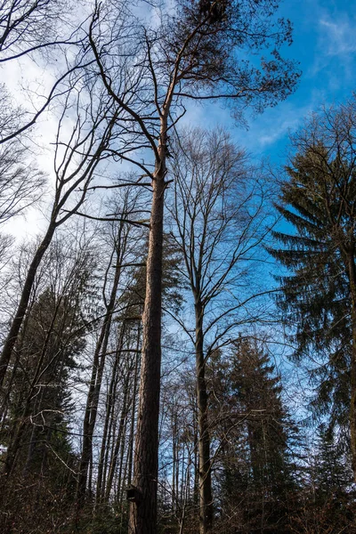 Drzewa w środku lasu — Zdjęcie stockowe