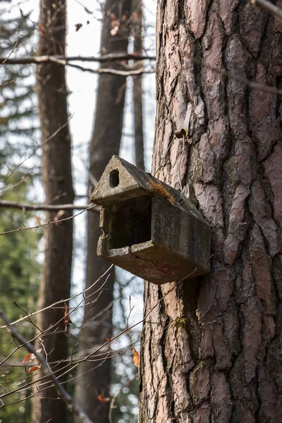 Litet fågelbord på ett stort gammalt träd — Stockfoto